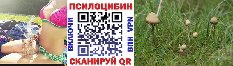 Псилоцибиновые грибы мицелий Шагонар